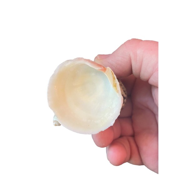 Miniature Seashell Figurine Trinket - Picture 5 of 6